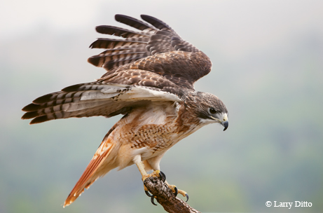 bird